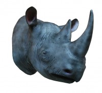 rhino