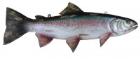 fish wall decor 