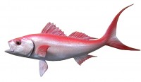 taxidermy fish