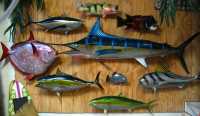 Taxidermy Fish
