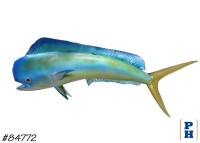 Taxidermy Fish