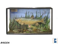 Taxidermy Fish