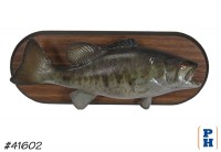 Taxidermy Fish
