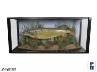 Taxidermy Fish