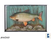 Taxidermy Fish