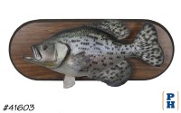 Taxidermy Fish