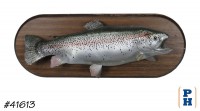 Taxidermy Fish