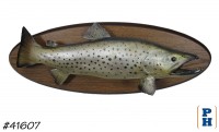 Taxidermy Fish