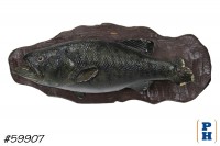 Taxidermy Fish