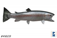 Taxidermy Fish