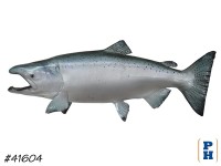 Taxidermy Fish