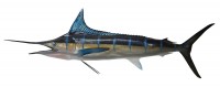 taxidermy fish