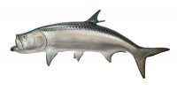 Taxidermy Fish