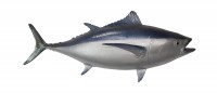 Taxidermy Fish