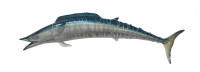 taxidermy fish