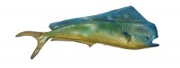 Taxidermy Fish