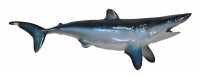 Taxidermy Fish