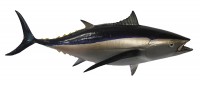 Taxidermy Fish