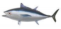 Taxidermy Fish