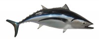taxidermy fish