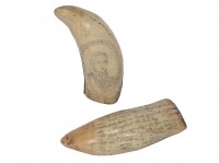 Scrimshaw Tooth