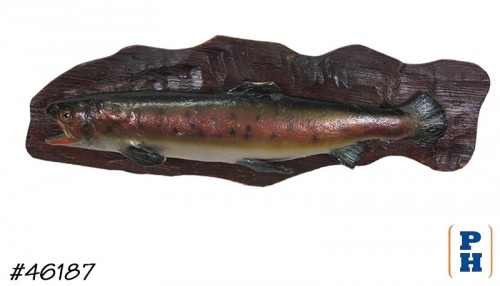 Taxidermy Fish
