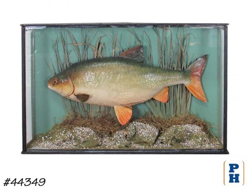 Taxidermy Fish
