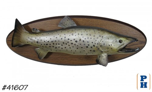 Taxidermy Fish