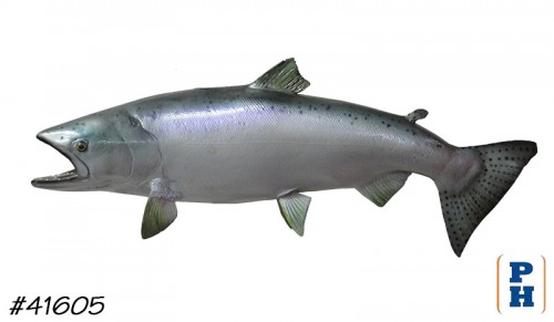 Taxidermy Fish