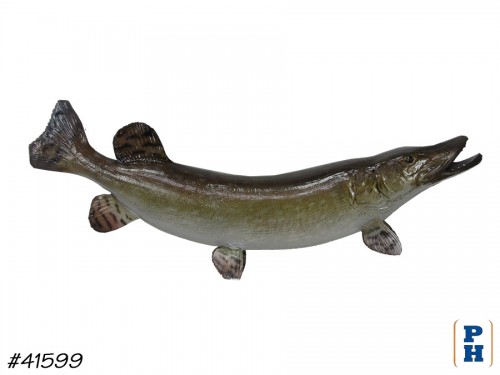 Taxidermy Fish