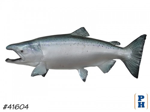 Taxidermy Fish
