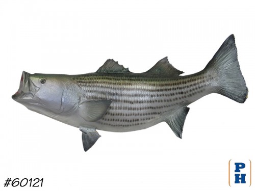 Taxidermy Fish