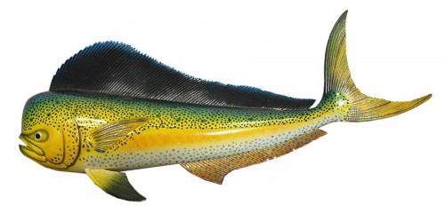 Fish Wall Decor