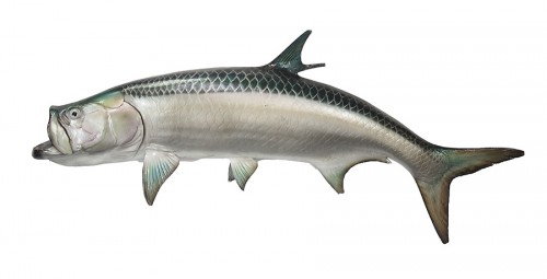 Taxidermy Fish
