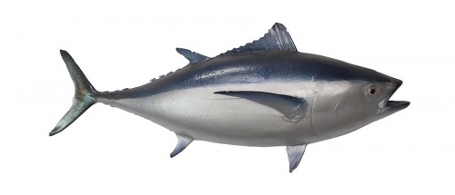 Taxidermy Fish