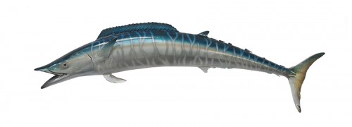 taxidermy fish