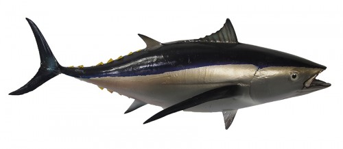 Taxidermy Fish