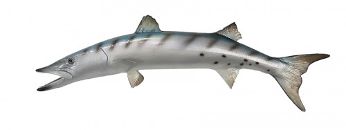 taxidermy fish