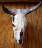Cow Skull