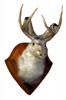 Taxidermy