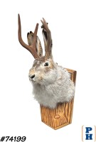 Taxidermy