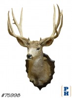 Taxidermy