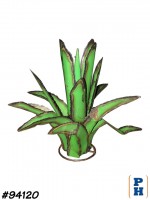 Agave Plant