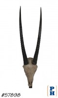 Skull, Impala