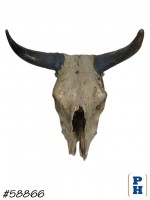 Cow Skull