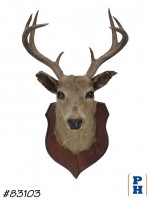 Taxidermy