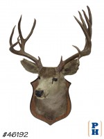 Taxidermy