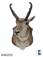 Taxidermy