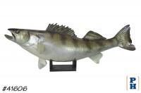 Taxidermy Fish