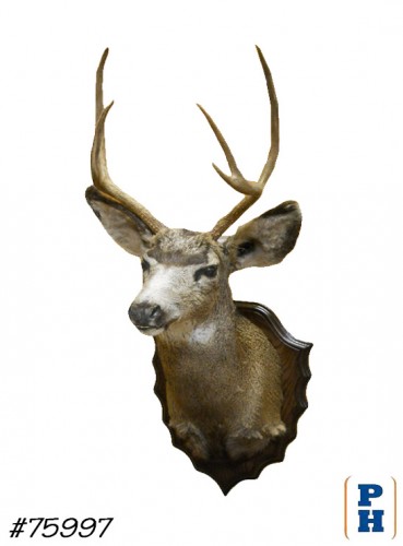 Taxidermy